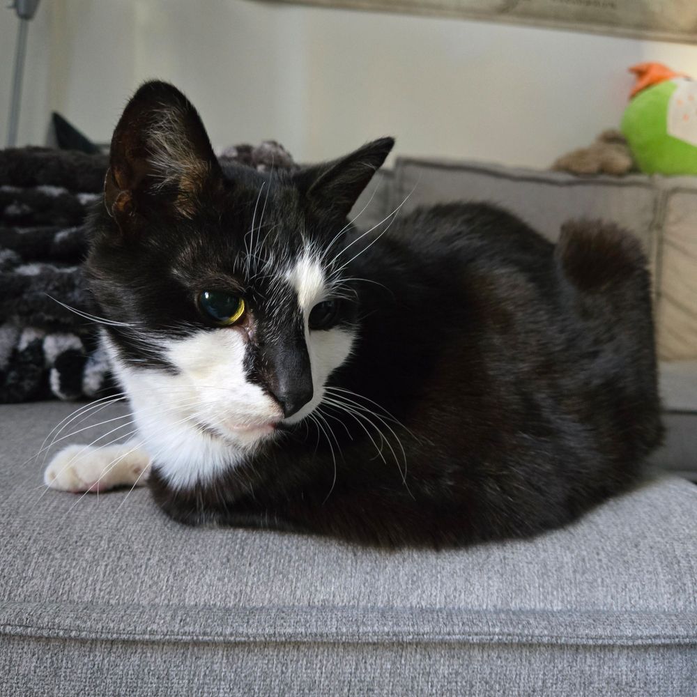 Tuxedo cat laying on grey couch with on paw extended. One eye is shown with a quarter moon of yellow shining