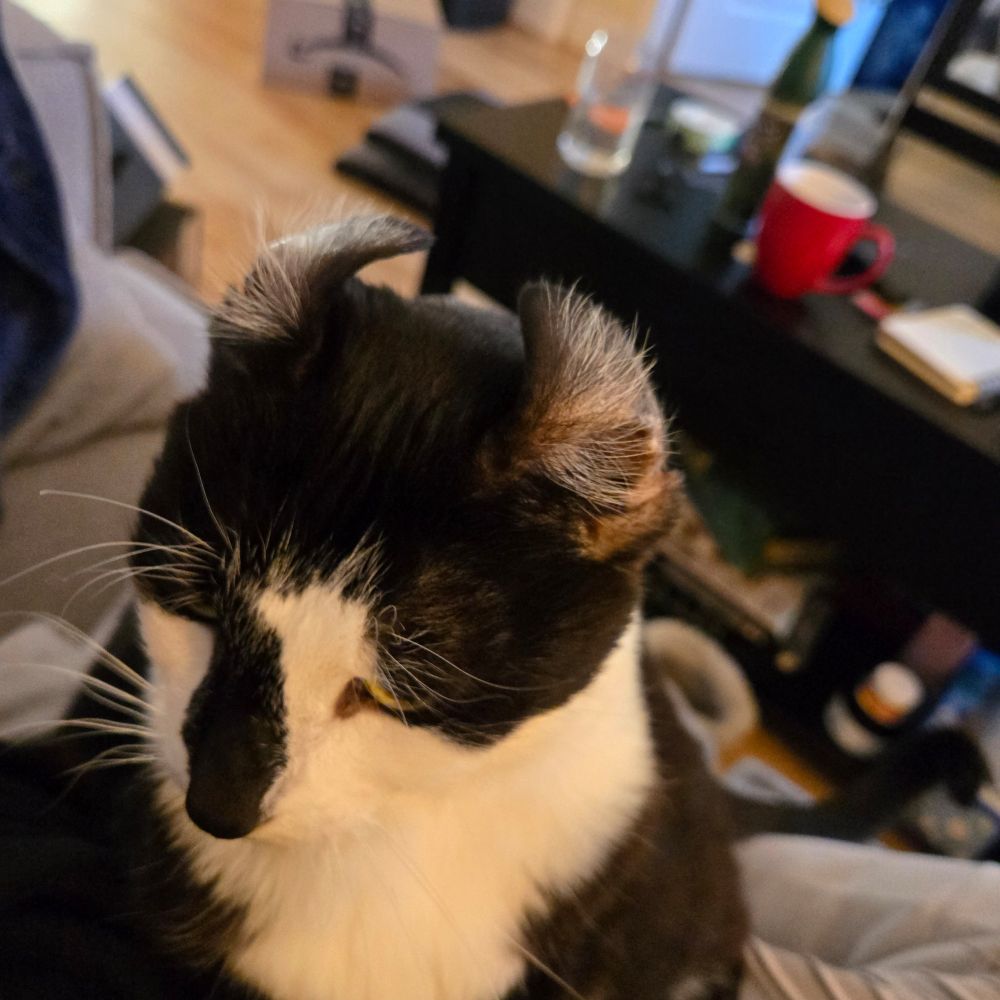 Tuxedo cat sitting in a lap gazing upwards at something below the camera. The cat's ears are flipped inside out, showing off tufts of white fur.