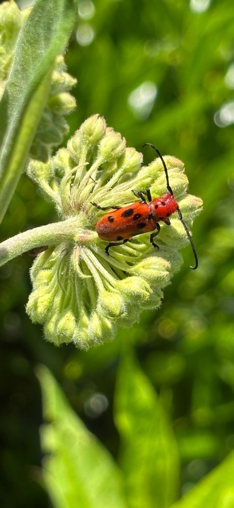 Bug on a milkweed flower