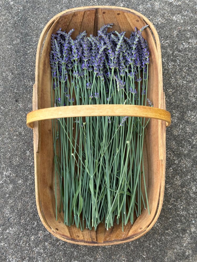 Lavender from my garden in a wooden trug 