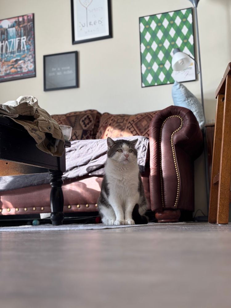 buddie sitting on the floor in front of the couch, staring into the distance