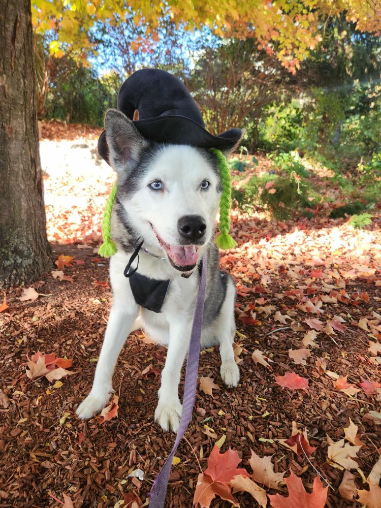 Akira the terrible dog.