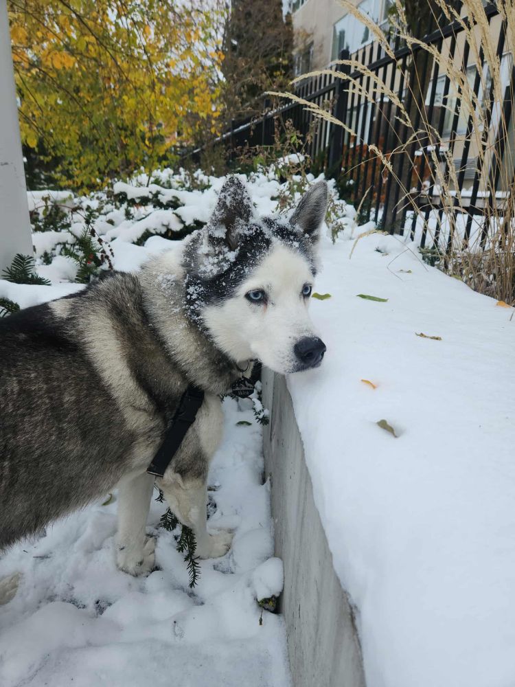 Akira the husky with a bunch of snow all around (and on) her. She's the worst.
