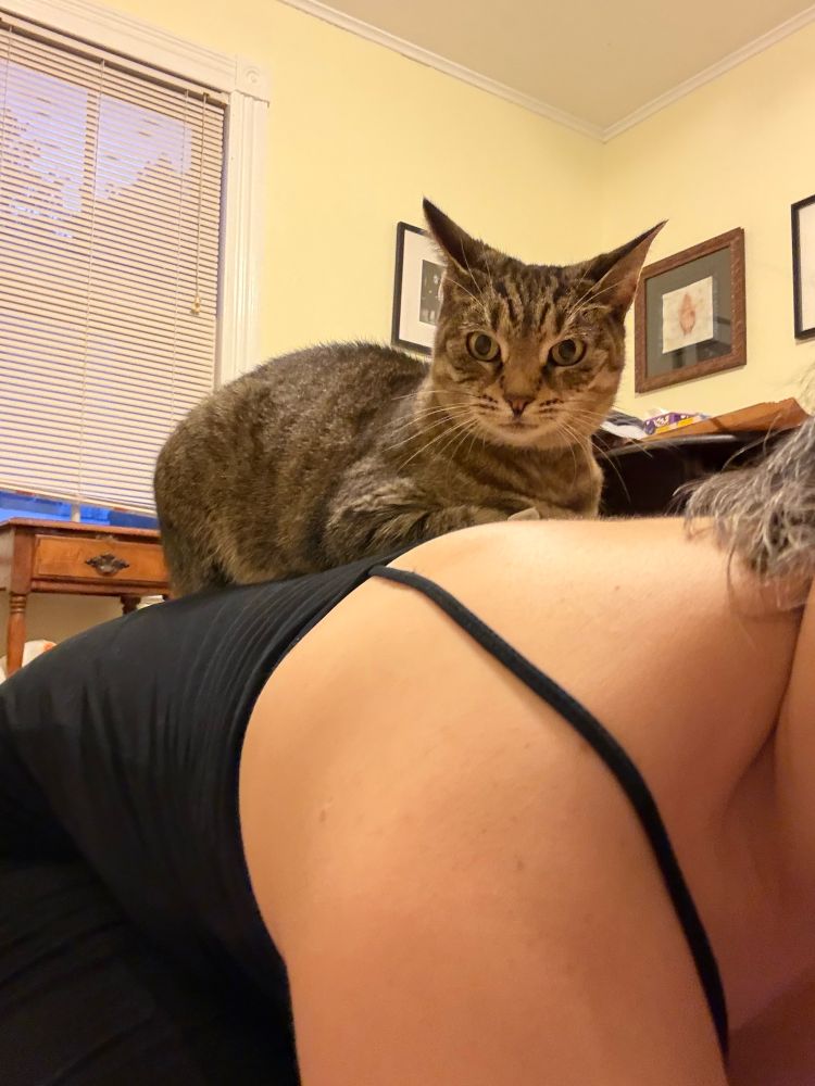 a tortie cat riding on back of someone doing yoga partially in the frame