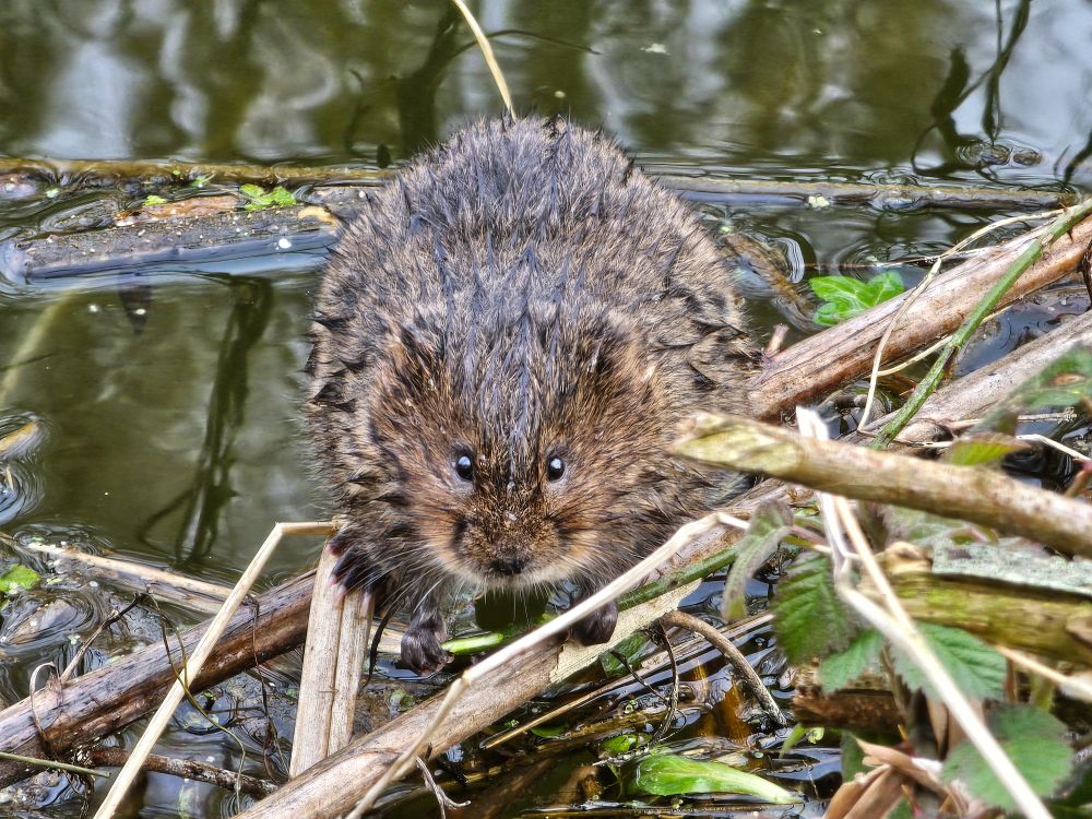 A water vole on a river bank 📸Melanie Allen