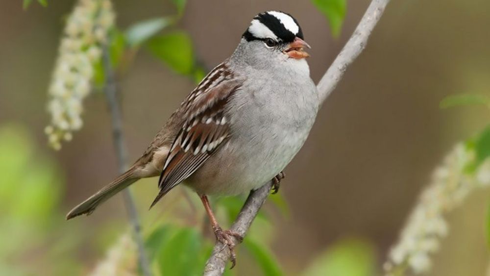 The Basics: How Birds Navigate When They Migrate