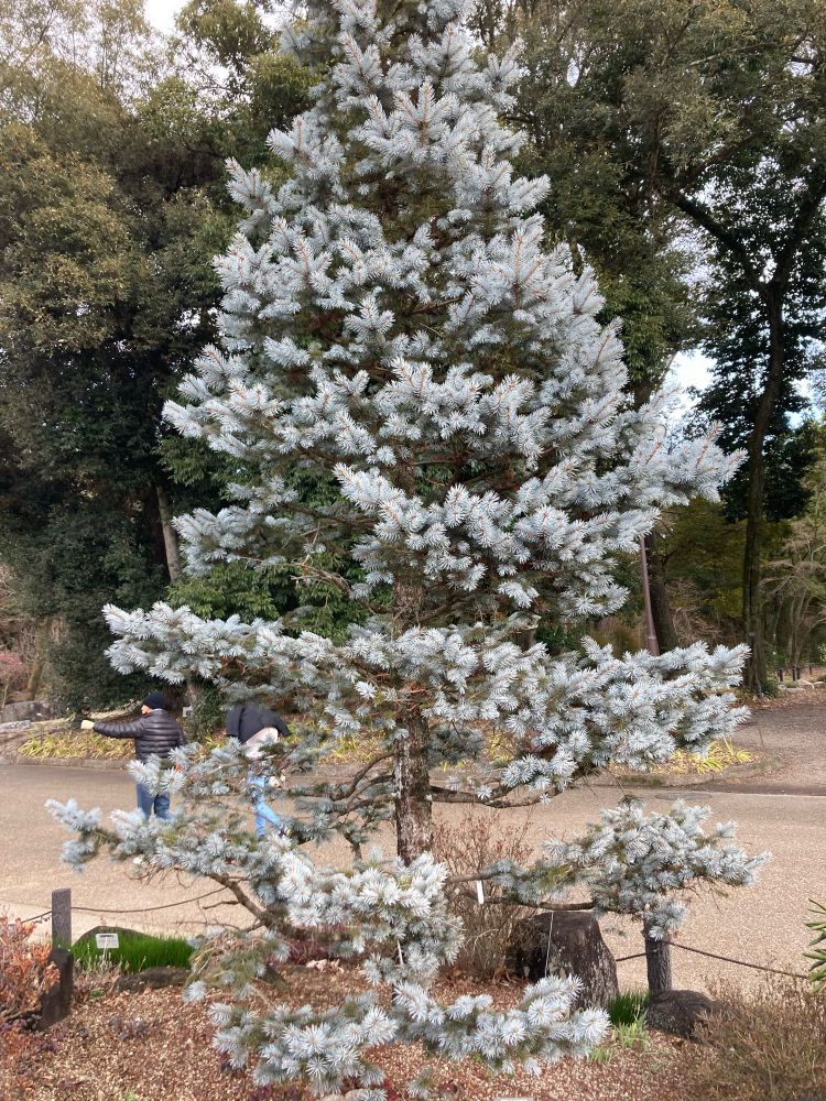 コロラドトウヒ 'ホプシー'