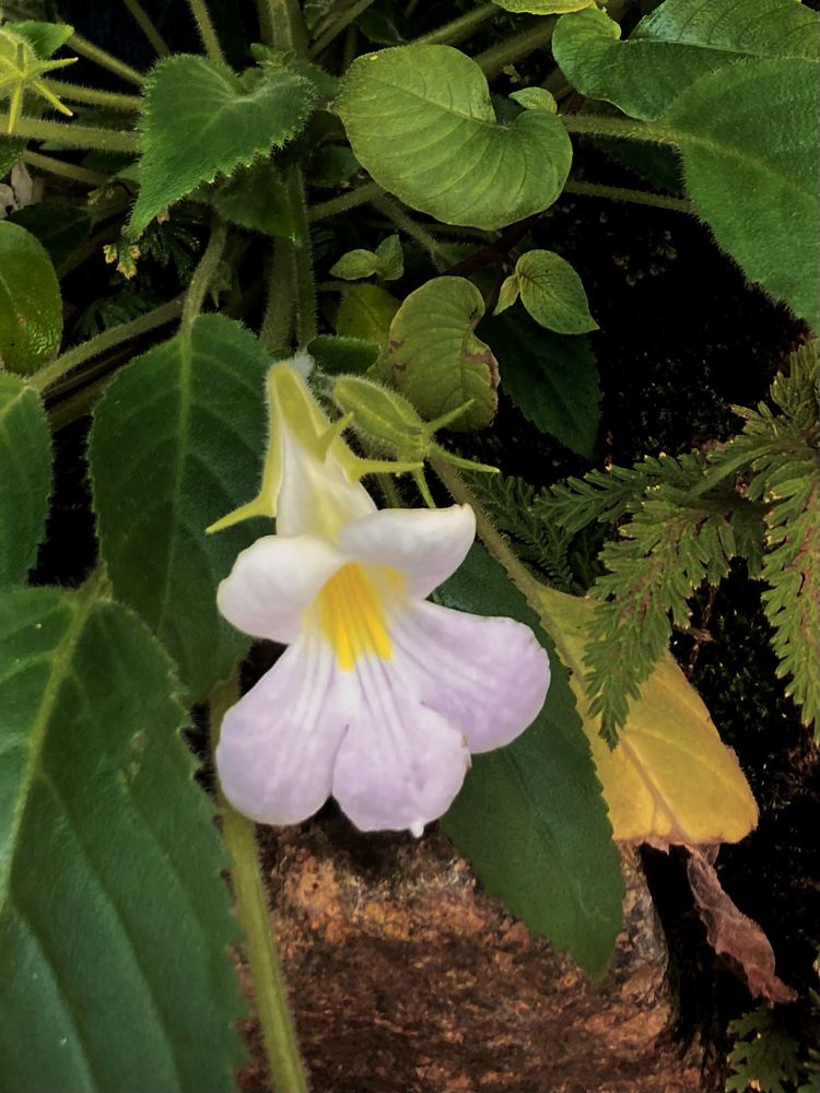 ヘンケリア・ケラトスキファス