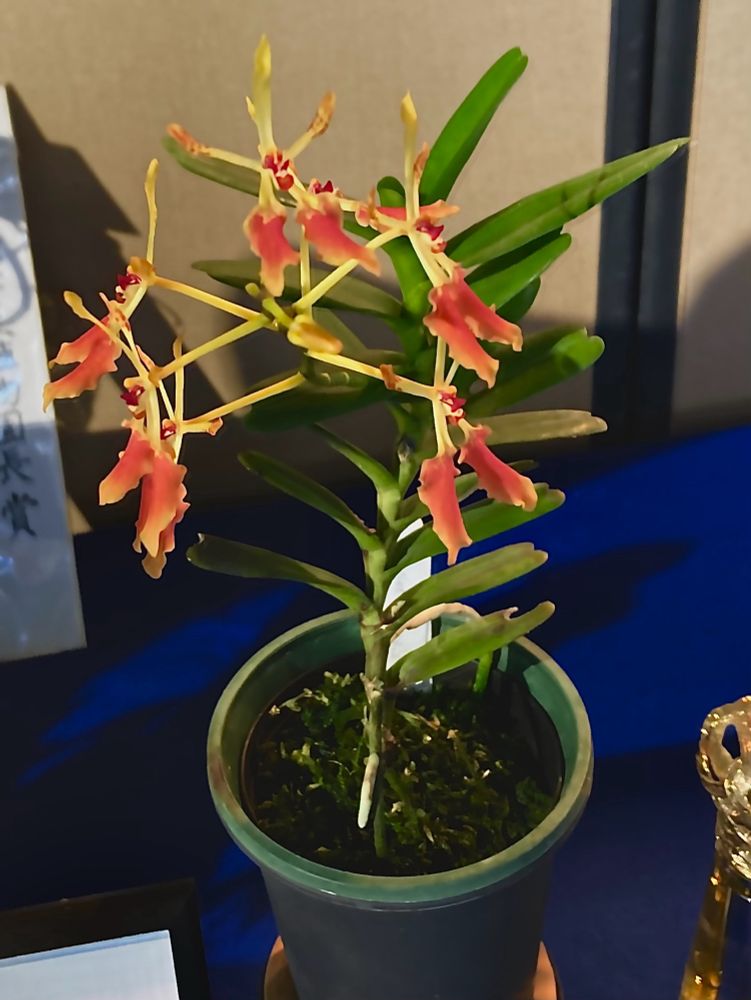 レナンテラ・インスコオティアナ