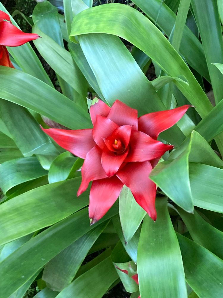 グズマニア(たぶん)