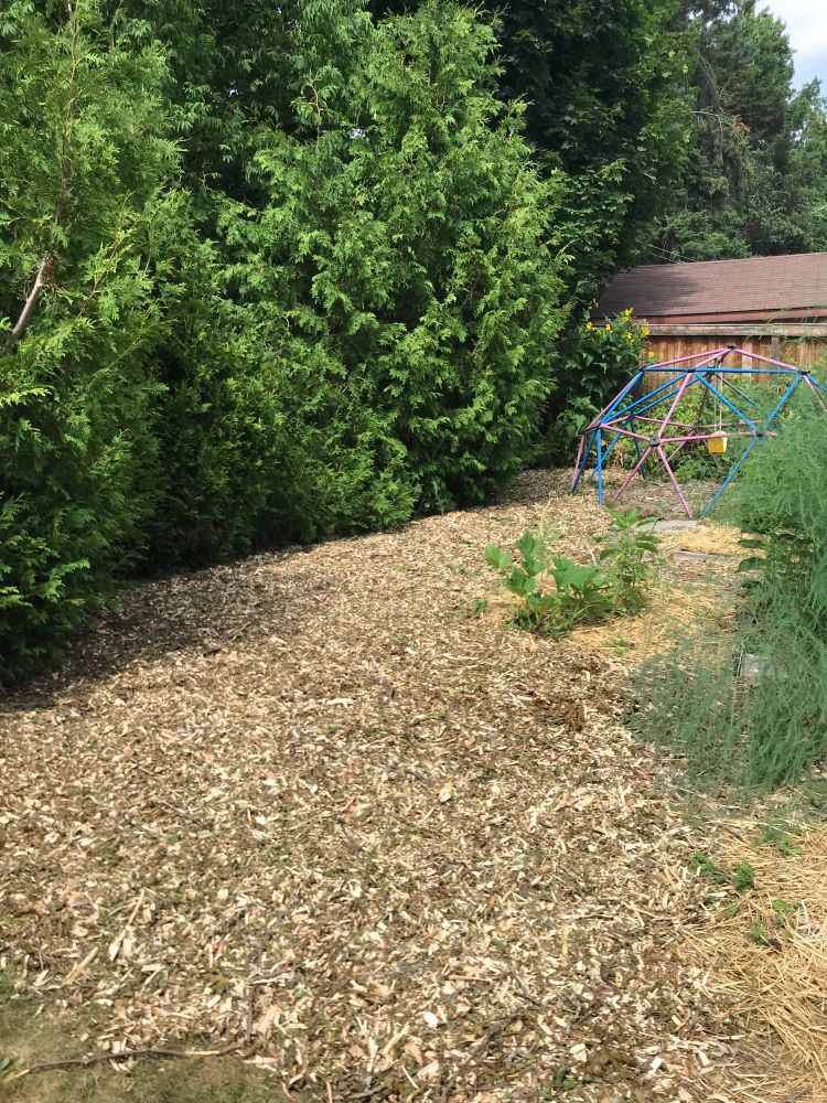 Image of my backyard with lots of woodchips on the ground.