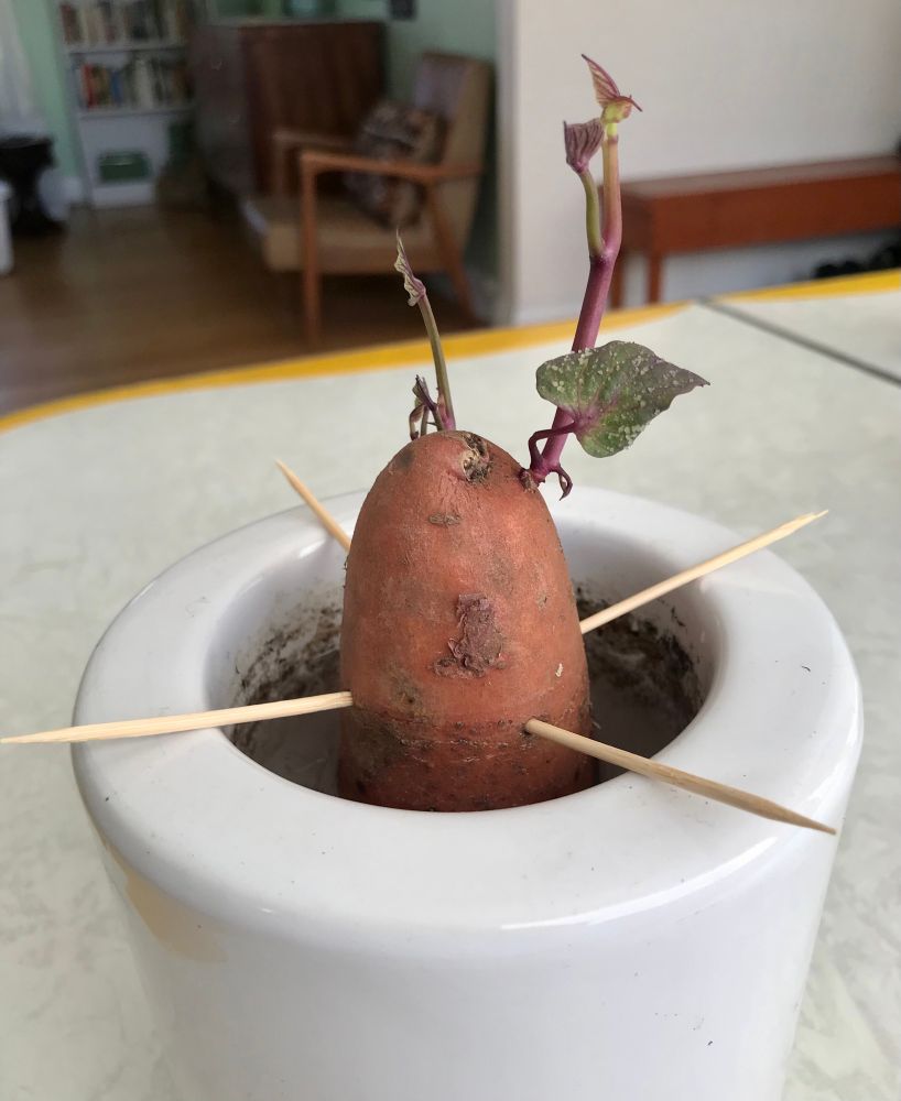 Sweet potato in a flower pot with small vines growing from the top.