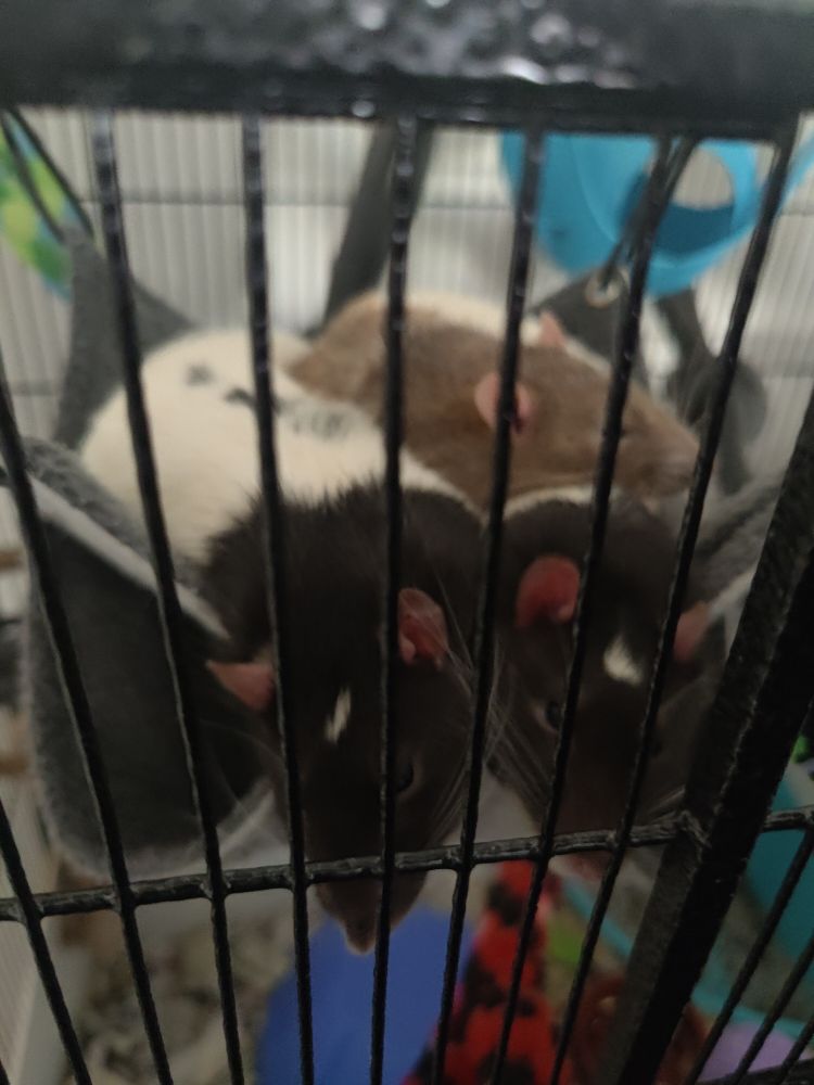 Photo of three rats piled up on a hammock in a cage. The two rats on the bottom are white with black hoods with white markings on their heads, the third, white and brown, lays on top of them. 