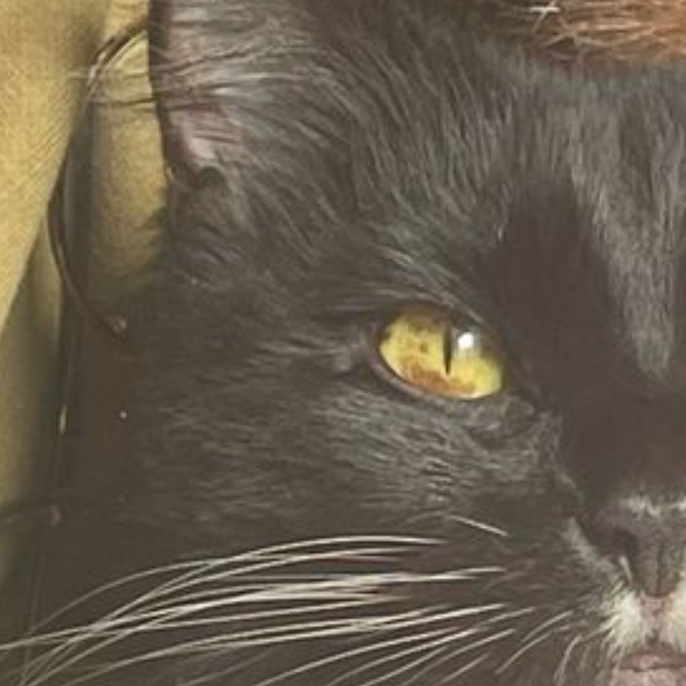 cancer of the eye on my cat (the brown splodges, which are growing daily)