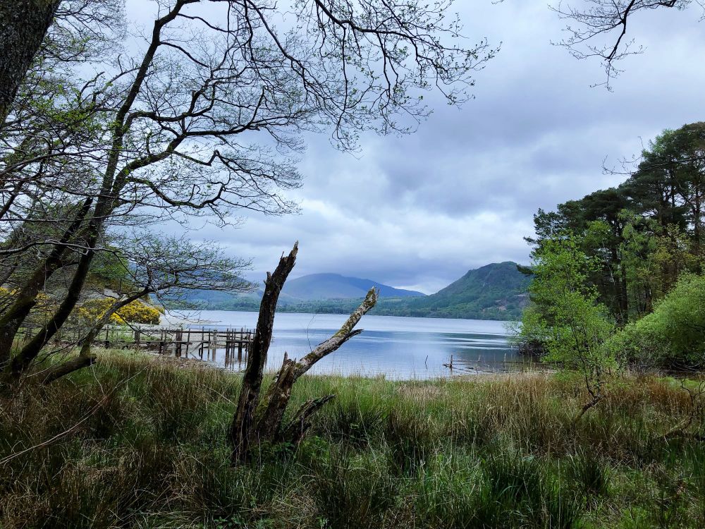 A dead tree branch sticking up out the ground, with a lake surrounded by mountains in the background. Framed by a tree. Cloudy. 