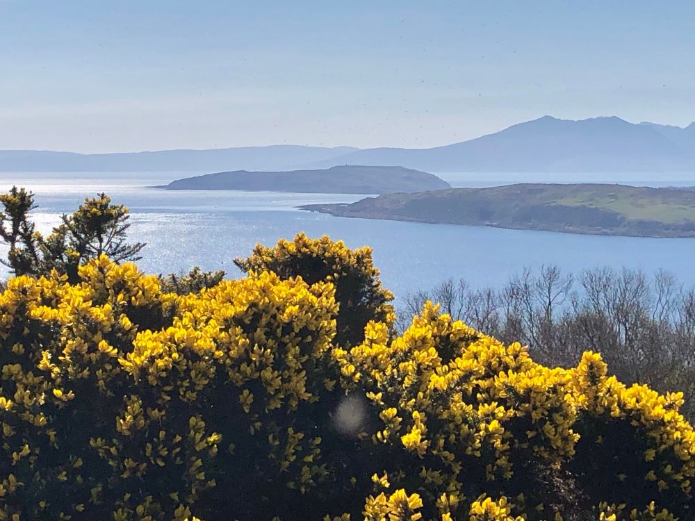Yellow gorse in the foreground with a sunny, hazy view out over the sea to small islands 