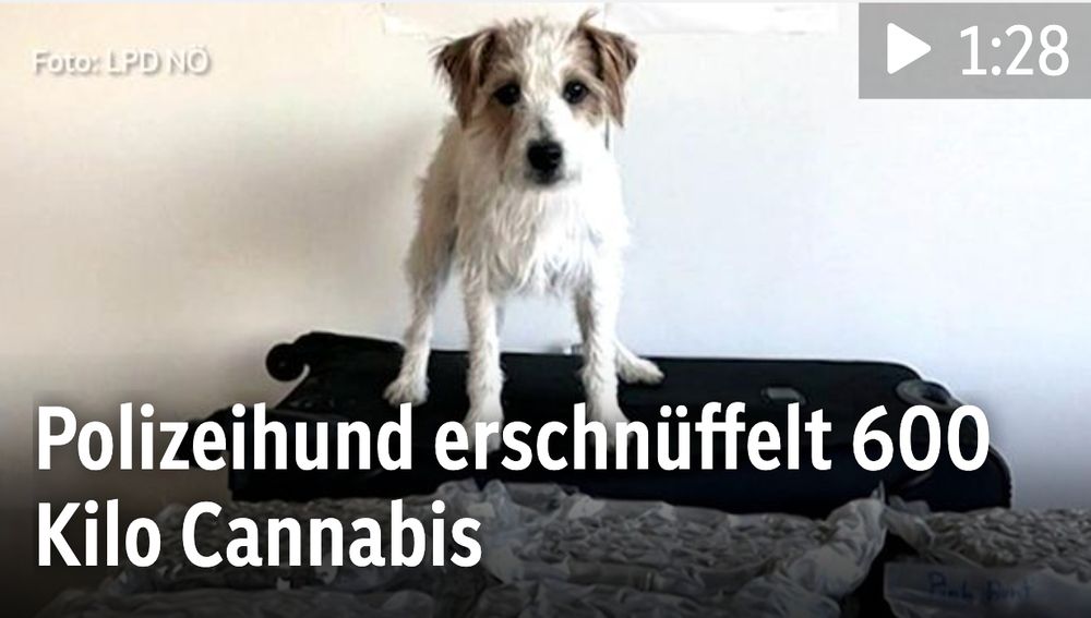 Screenshot orf.at

Text: Polizeihund erschnüffelt 600 Kilo Cannabis 
Dahinter ein Foto von einem extrem cuten aber leicht zerzausten Jack-Russel-Terrier - vielleicht ein Mischling), der auf eiem schwarzen Koffer steht, vor ihm ein paar Sackerln Cannabis luftdicht verschweißt. Der Hund blickt direkt in die Kamera, so als wäre er sehr stolz auf seine Arbeit. 