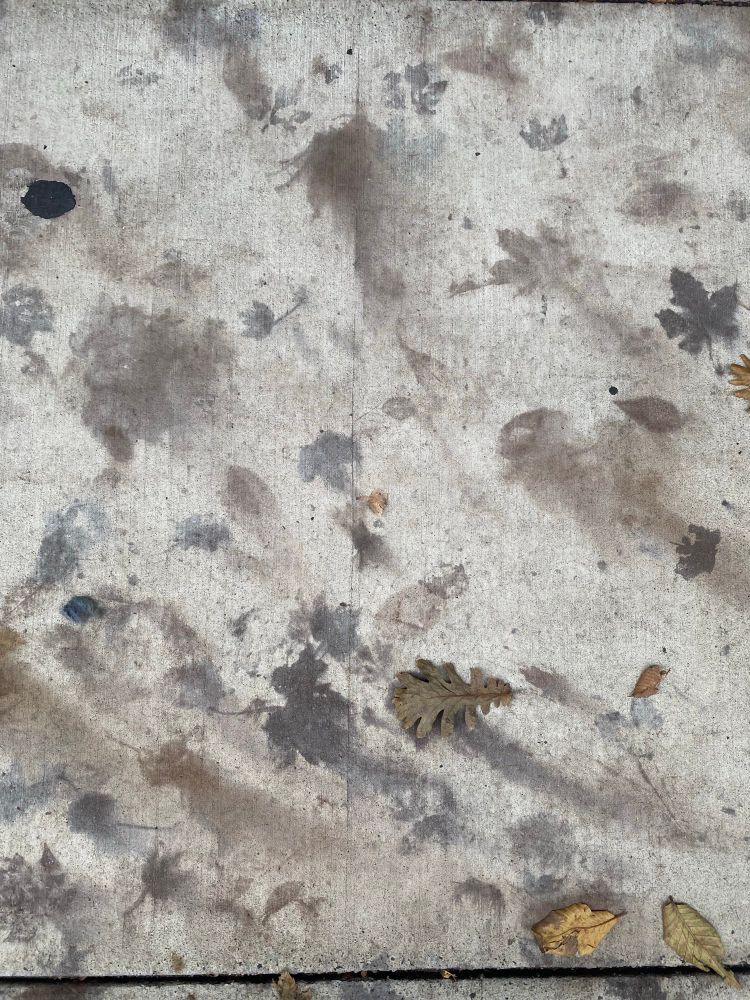 Leaf prints on concrete in shades of blue/black and dark brown, a few scattered leaves lie on the ground amidst the prints
