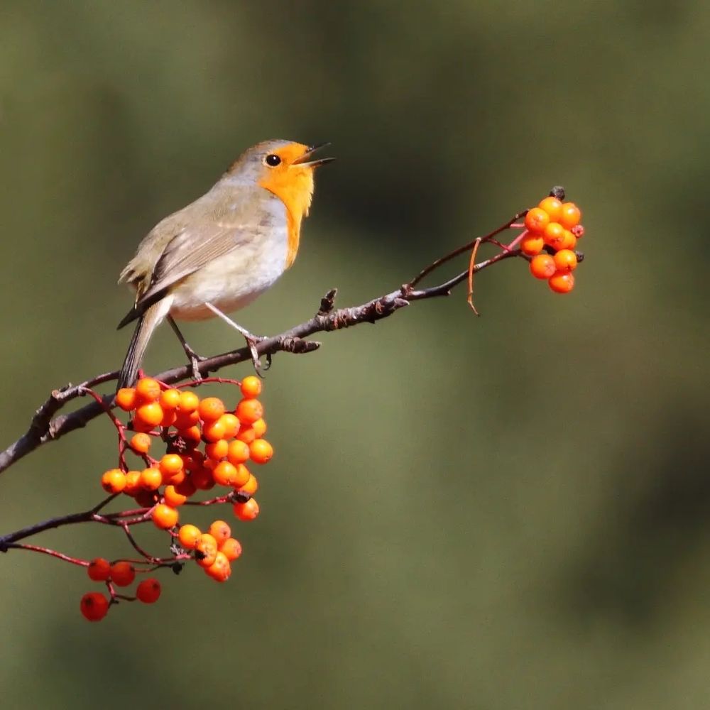 Robin singing in pal, Andorra, November 2022.