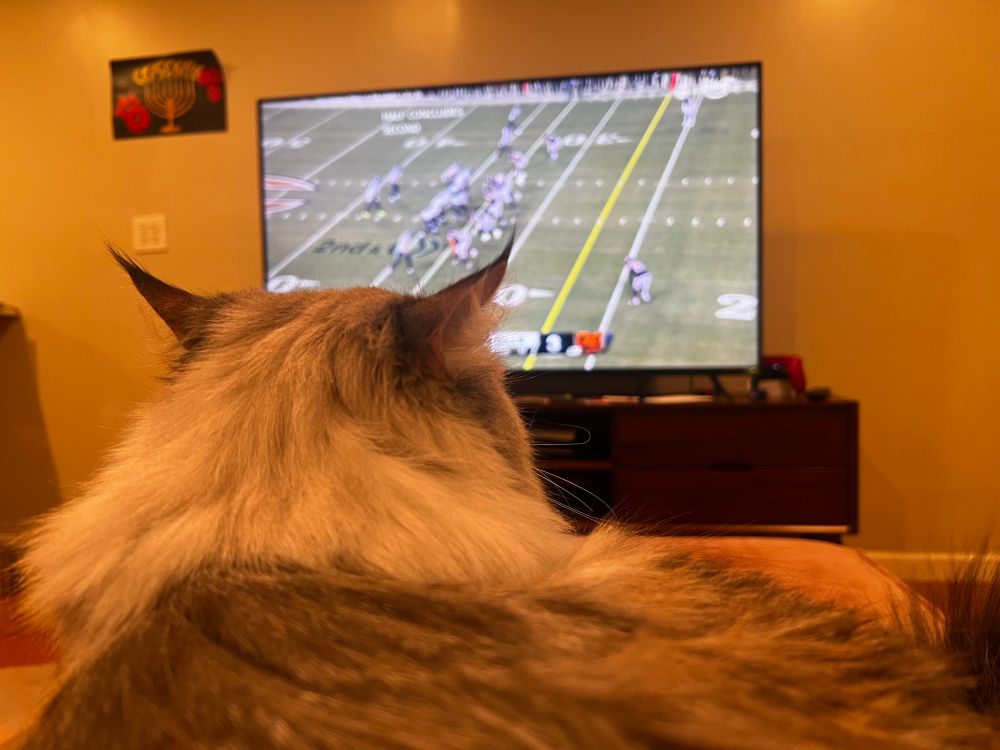 Tuna watching the Bears game. 