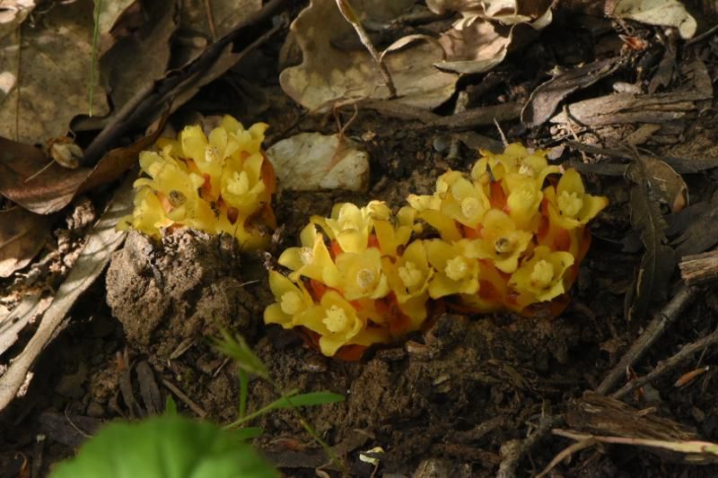 des fleurs de cytinet, une petite plante parasite. Les fleurs sont jaunes entourées de rouge, elles émergent au ras du sol.
