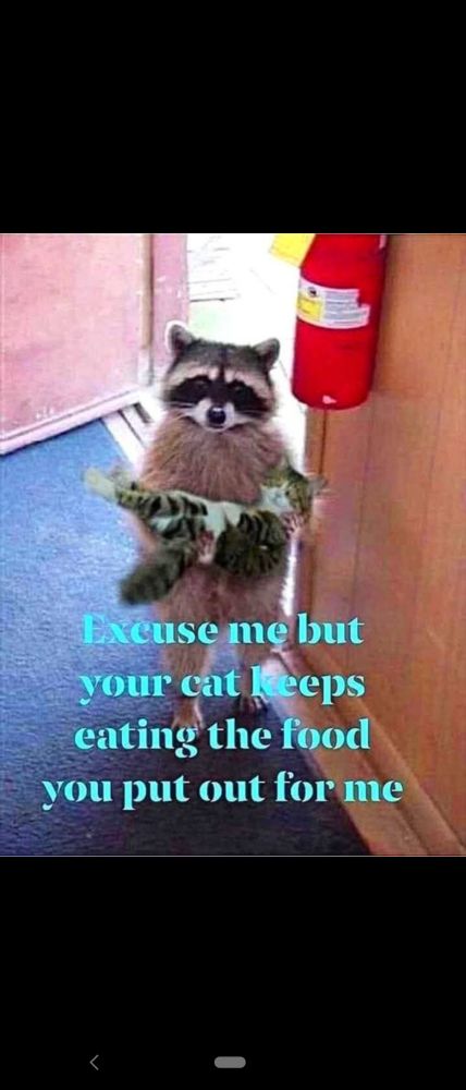 The raccoon is standing in the doorway holding a kitten in his arms. "Excuse me, but your cat keeps eating the food you put out for me."