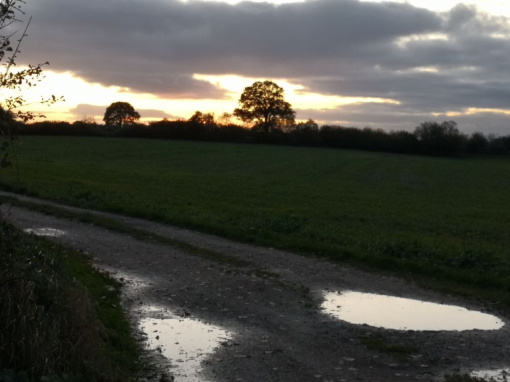 Feldrand, kurz nach Sonnenuntergang, goldgelbes Restleuchten am sonst hellgrau bewölktem Himmel. Zwei Pfützen, auf denen sich der hellere Teil des Himmels spiegelt, Baum ohne Laub am Horizont. 