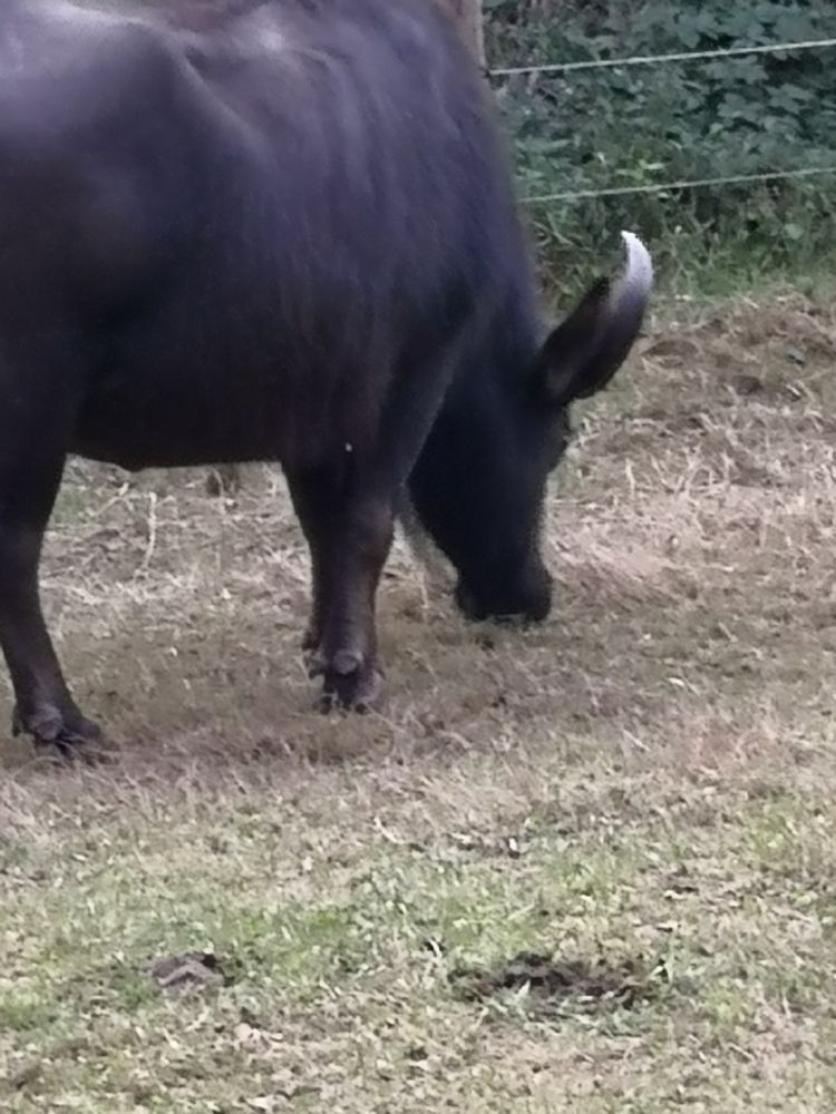 Wasserbüffel von schräg hinten. win großes geschwungenes Horn ust zu sehen. 