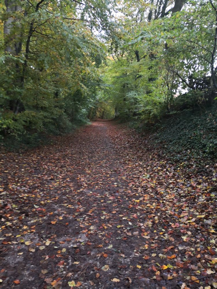 Wabderweg mit Laub, links und rechts hohe Bäume mit hellgrünem Rest von Laub. 