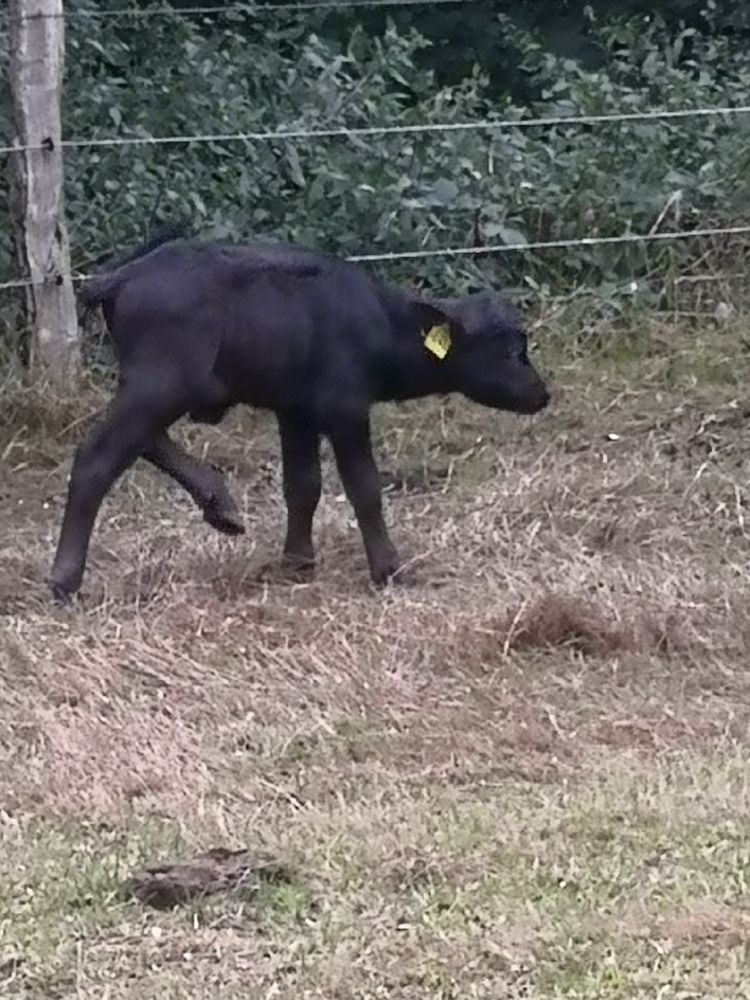 Wasserbüffelkalb auf einer Weide. ein Hinterbein erhoben
