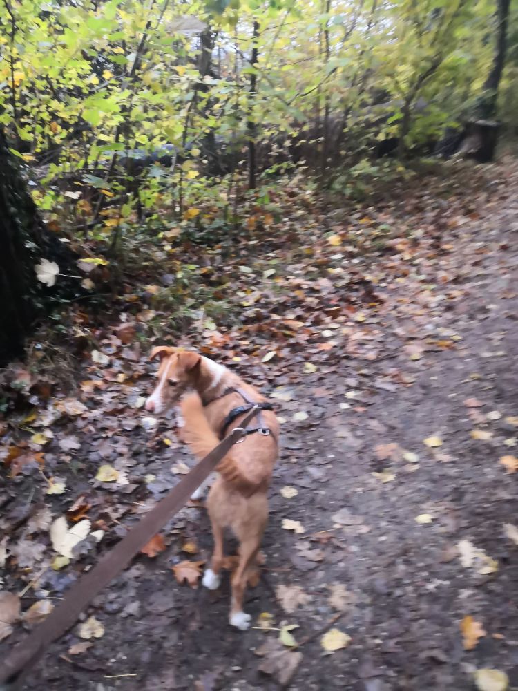 Braunweißer Hund an der Leine auf Wanderweg mit Herbstlaub