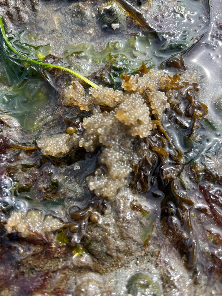 herring eggs collected around seaweed