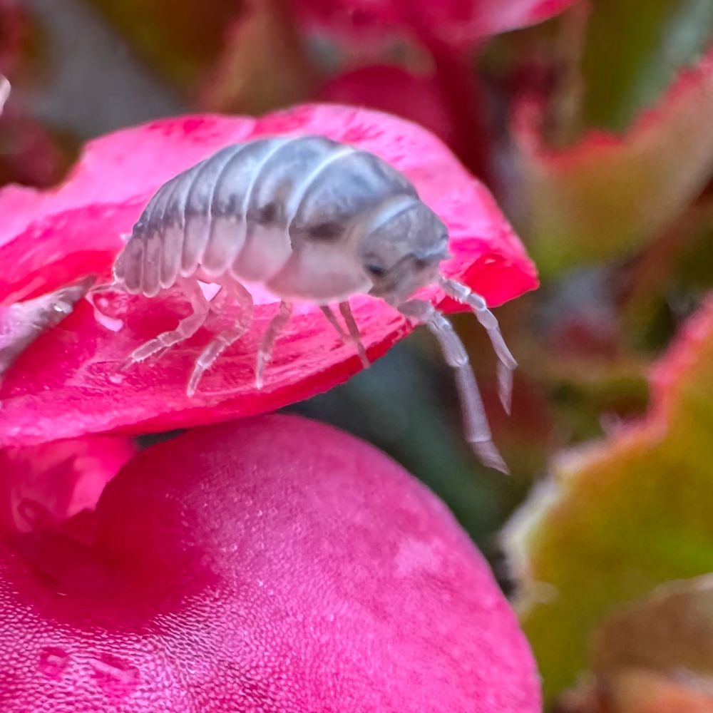 Some close up photos of pill bugs