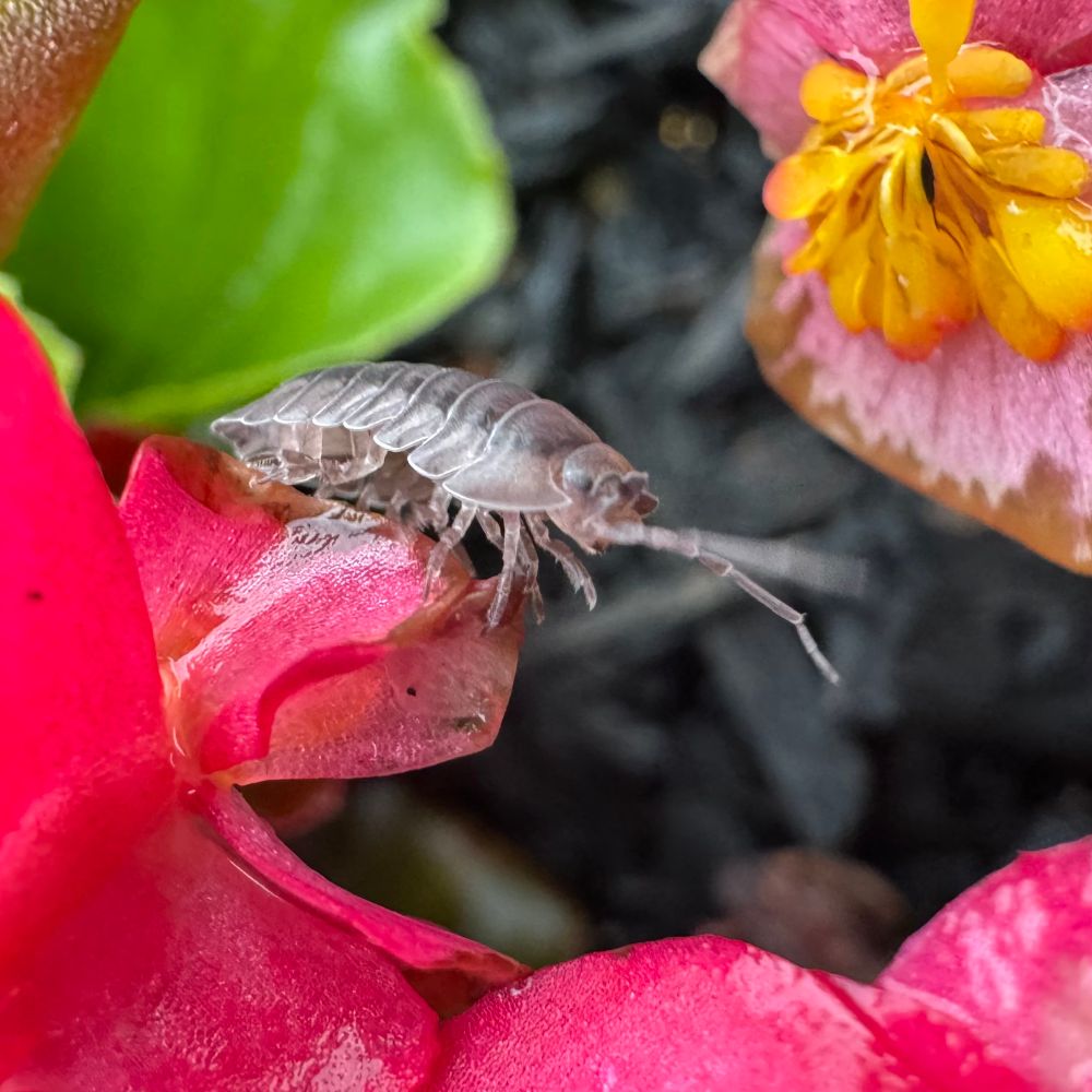 Some close up photos of pill bugs