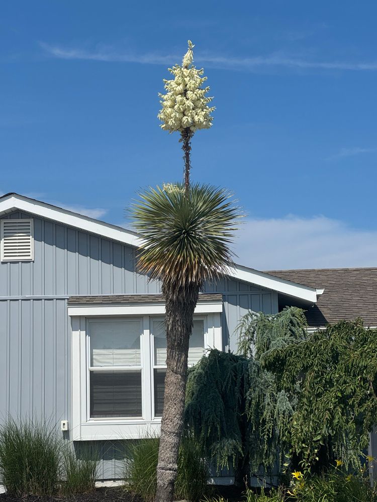 A tree that looks sort of tropical that is growing in south Jersey. 
