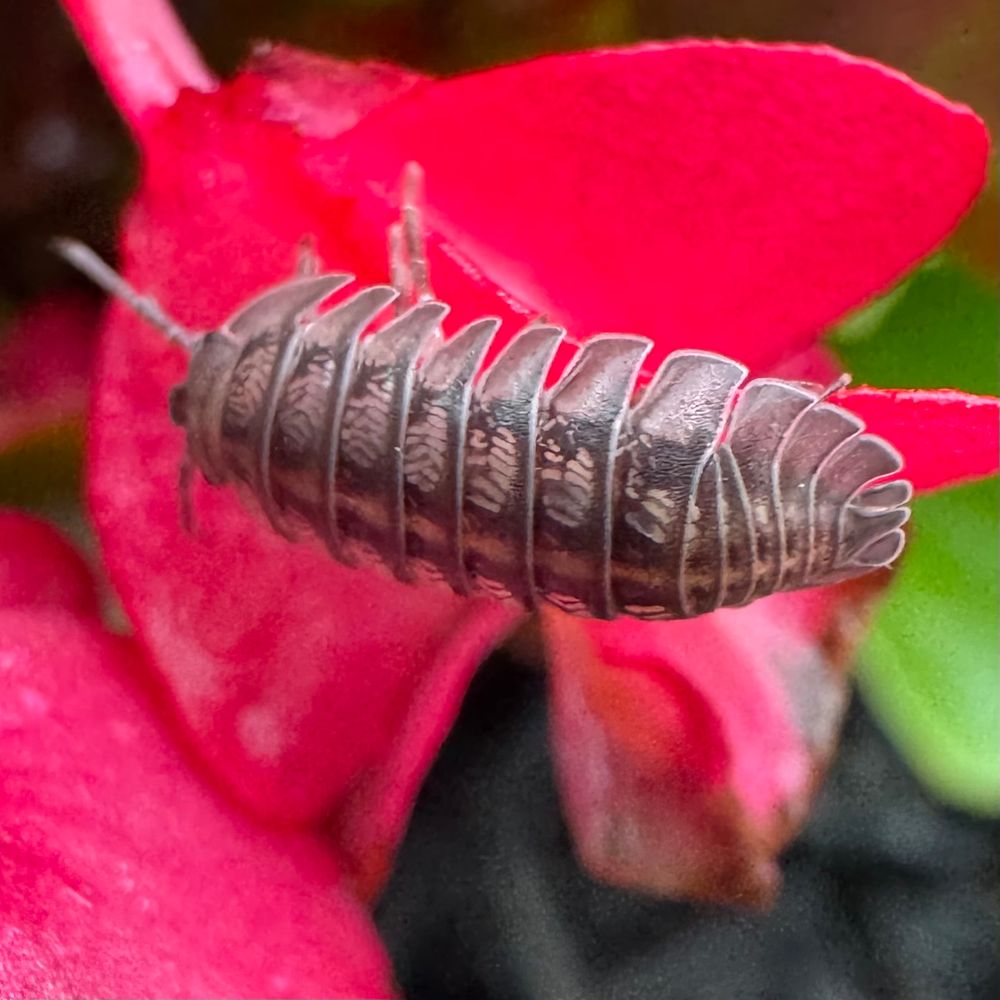 Some close up photos of pill bugs