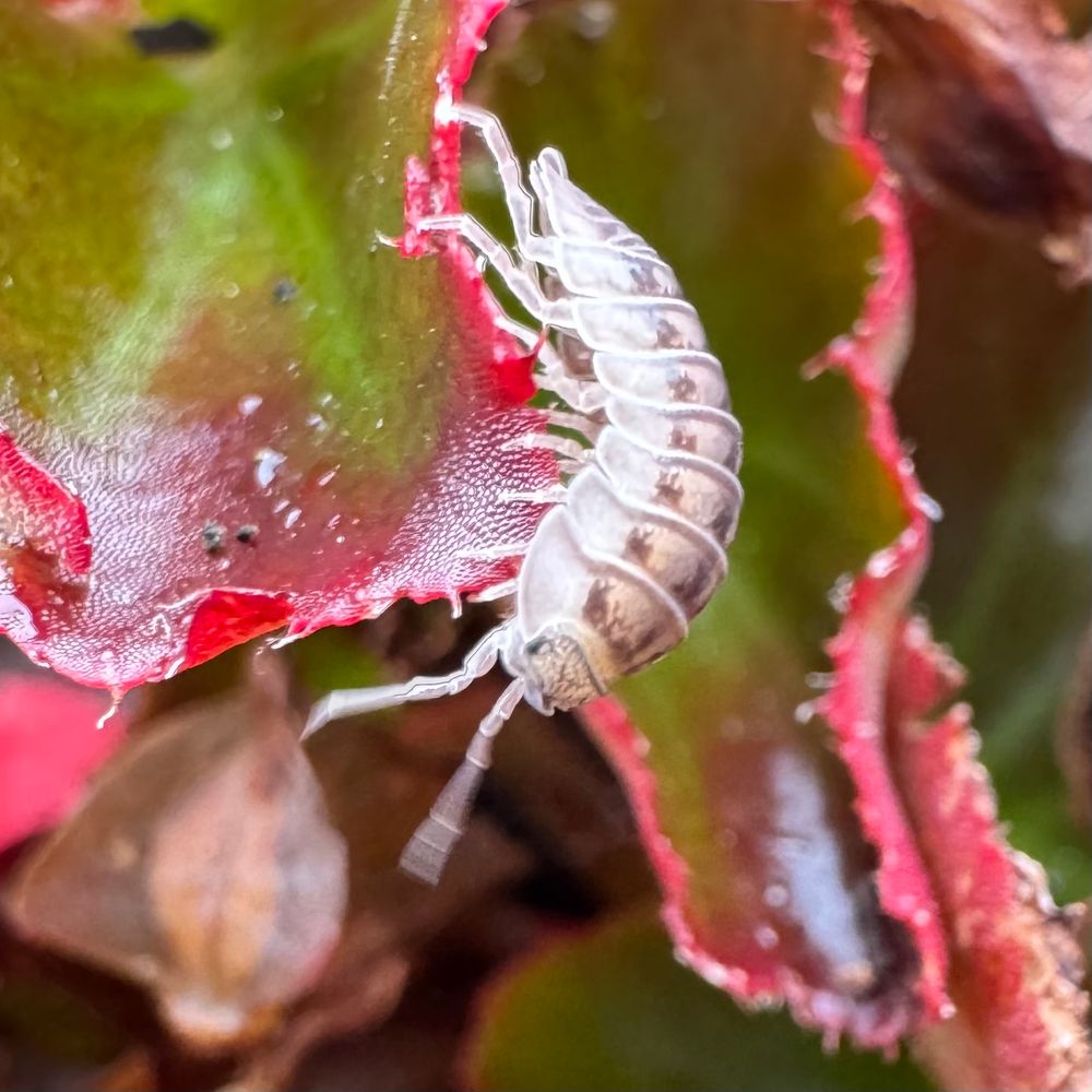 Some close up photos of pill bugs