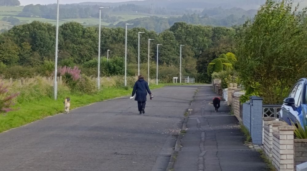 Photo of a person walking in the middle of a quiet road with two dogs. Both dogs are at full leash length away from the person on either side as if they're trying to stay away from each other. 