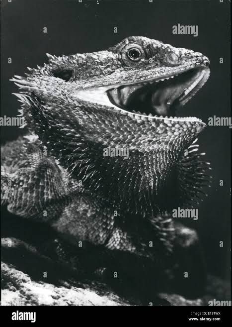 Iguane bouche ouverte comme deux mâchoires bretagneuses