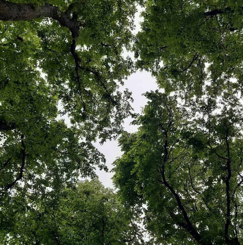 A view of the sky framed by the green canopy of tall trees, with branches and leaves forming a natural border. The overcast sky is visible through the gaps in the foliage.
