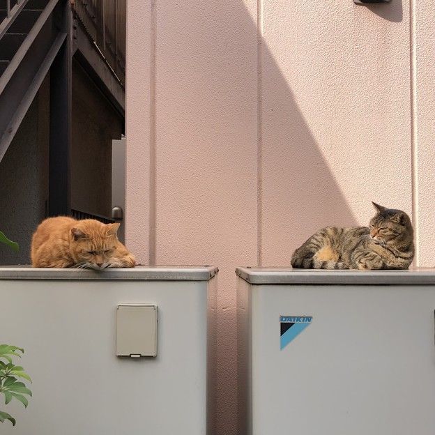 おい！もう寝ろ！(猫団長)