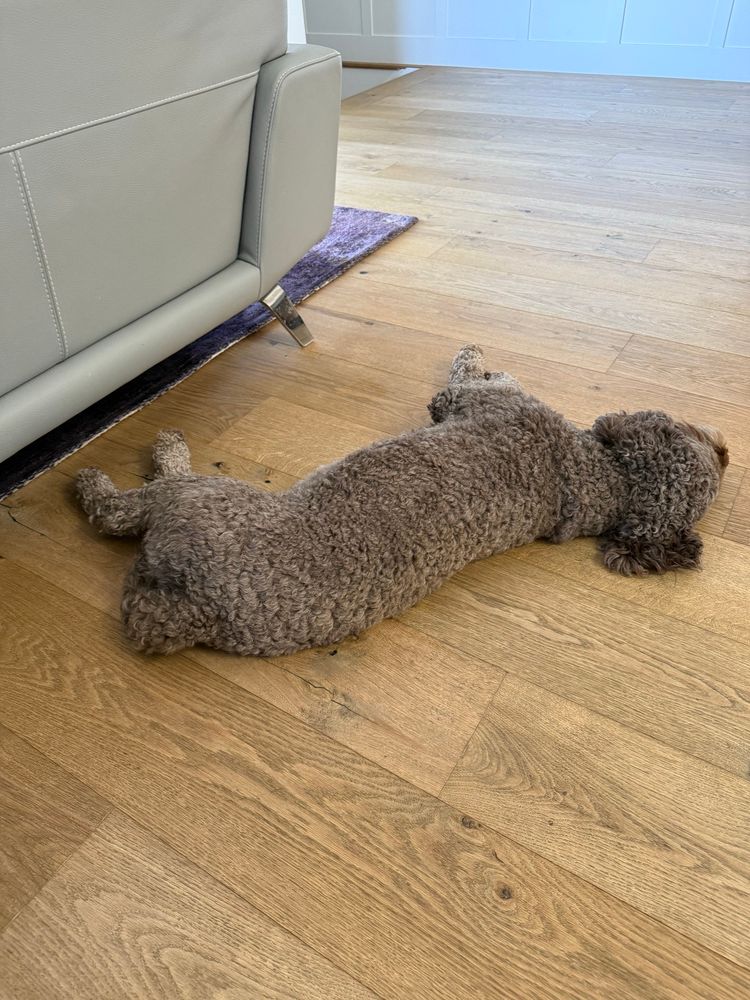 A curly haired brown dog lays as if dead on hardwood floors behind a sofa. He appears very tired.