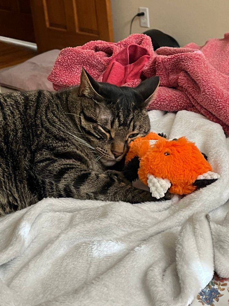 Tabby cat on bed and blankets snuggling with a long fox toy
