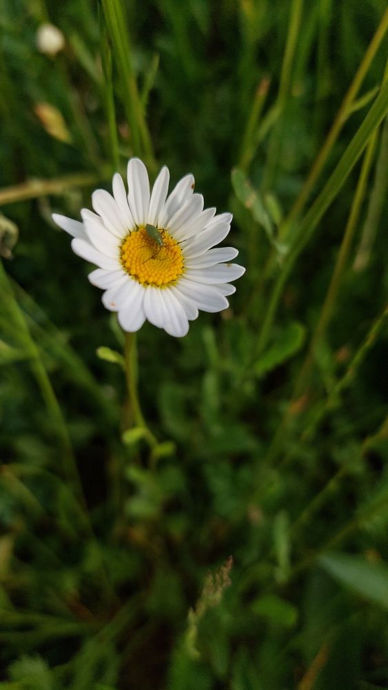 Insekt auf einer Margarite.