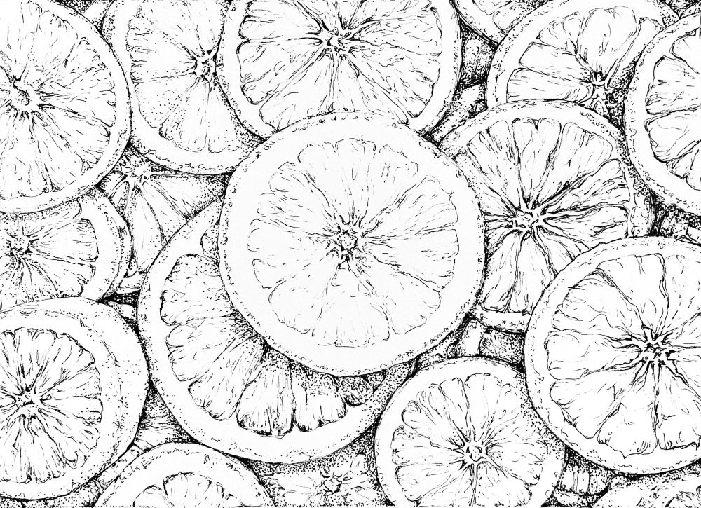 The pen and ink portion of “Orange You Glad…” a watercolour of citrus fruits by Kirsten Neil