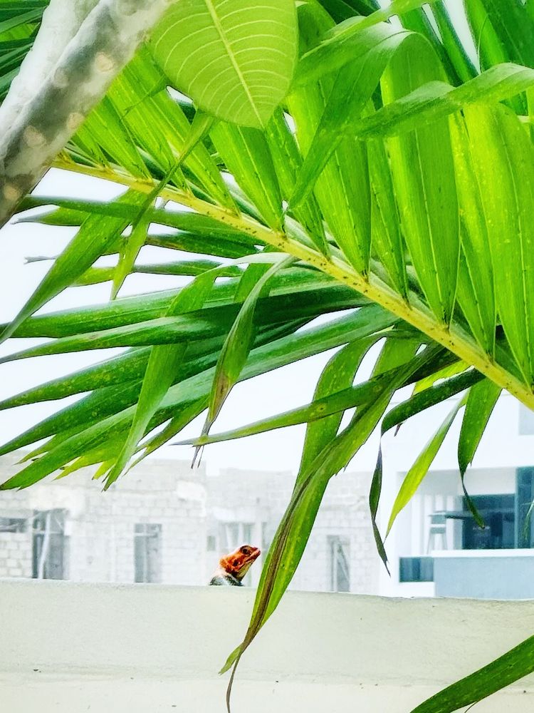 A photo of Ricky, the red-headed agama lizard, looking behind his shoulder skeptically at me under a palm tree. 