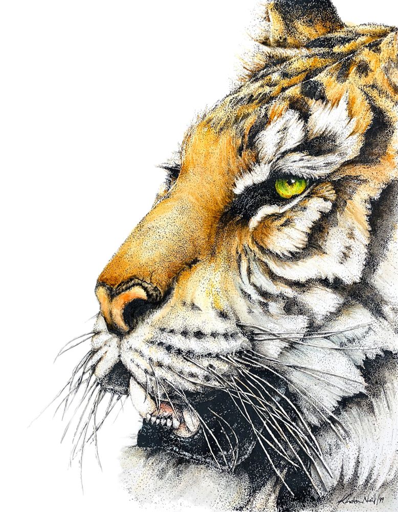 A painting titled, ‘The Tiger’ by Kirsten Neil. It’s a pen and ink drawing finished in watercolour. 