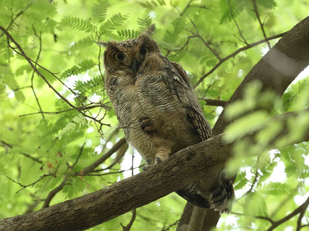 Arabian Eagle Owl