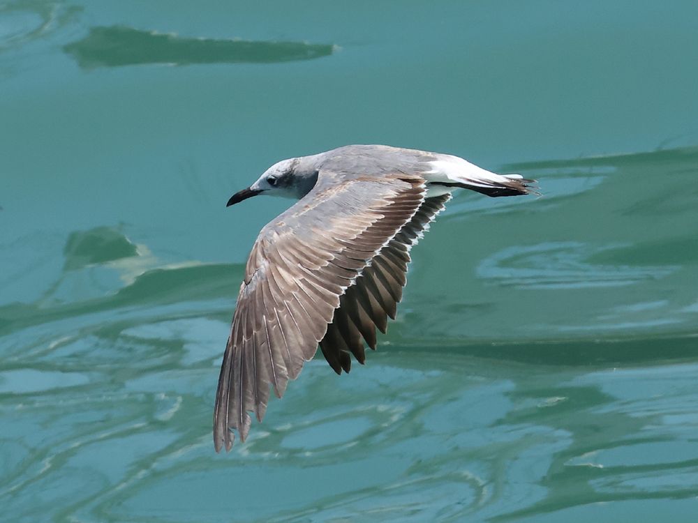 Laughing Gull, 1st winter