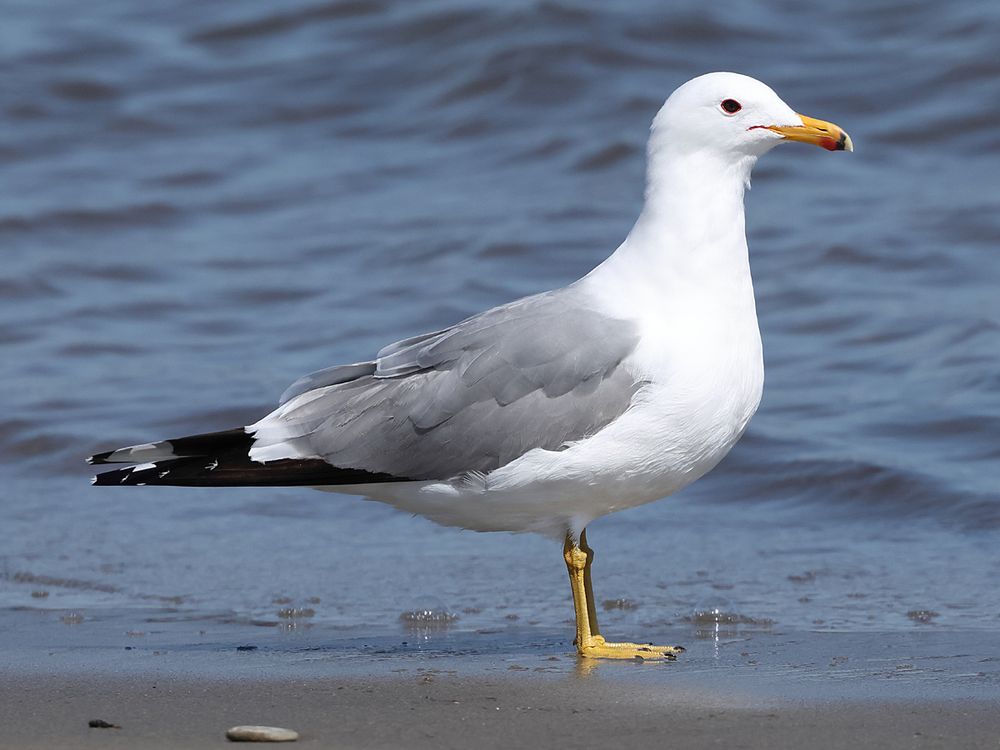 California Gull, summer plumage